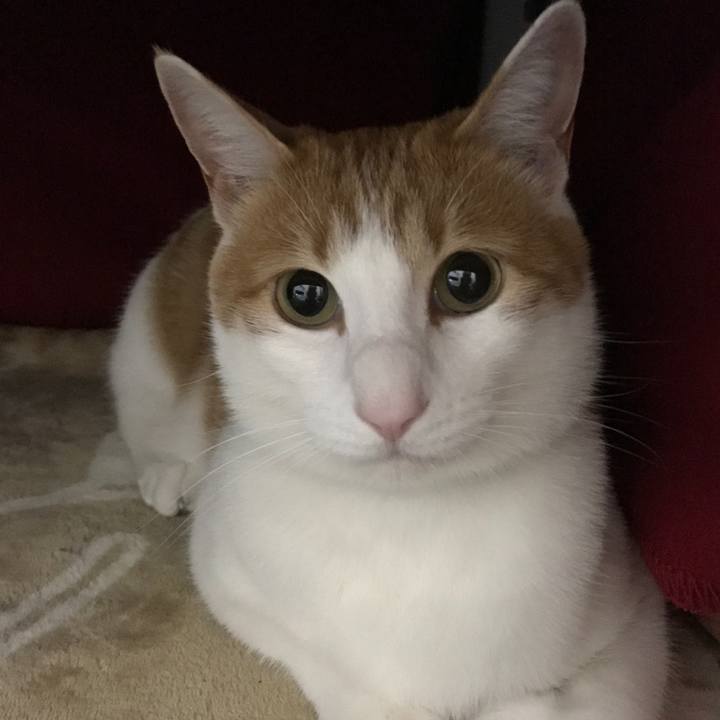 Bb121a0d 66b0 40b3 8a6f f2ae4e96aed4