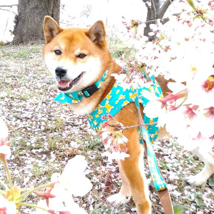 Bb268ca6 ffd0 4896 84db 65a80704d803