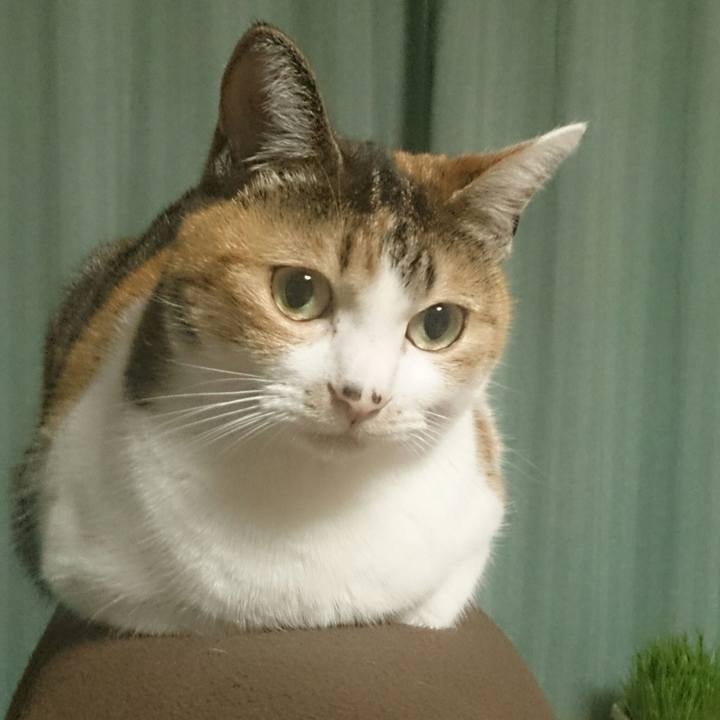 Bb2c084a 3756 4082 8b03 da4fa24193b2