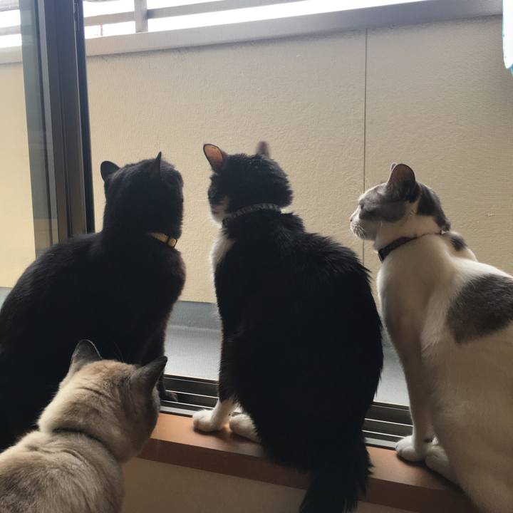 Bb38227d c540 4dec 944a 138ea3ec4d88