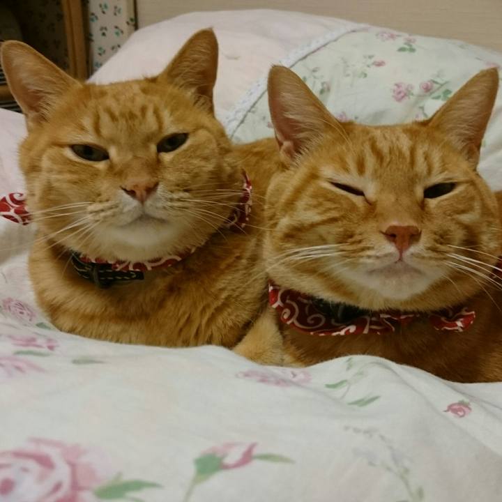 Bb846c6e e16b 4ec3 99cd 00dadb6fd147