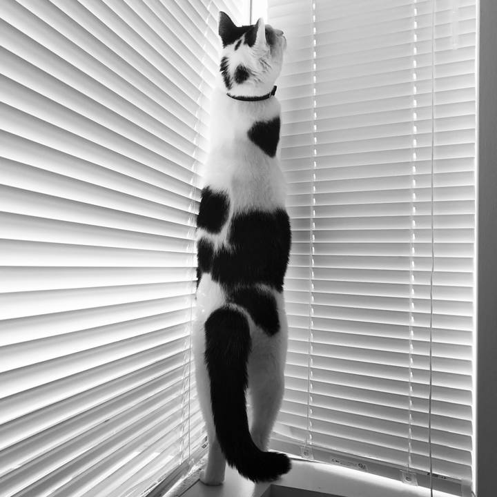 Bb84f5ee 4c50 40a0 a994 10fd8eb95bb5