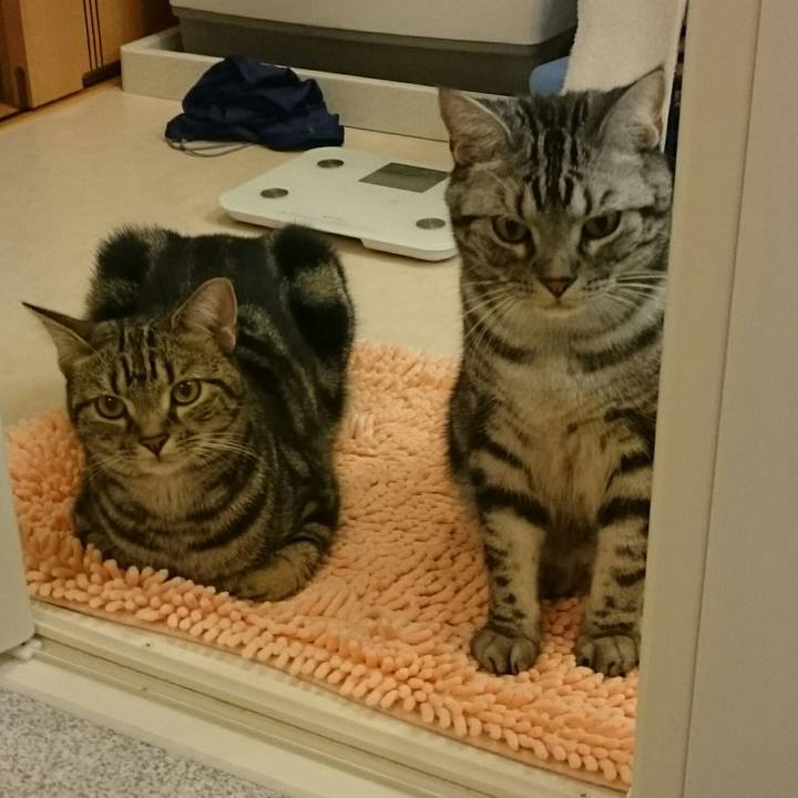 Bb929326 d56f 4a44 afa4 02263fcfd4f4