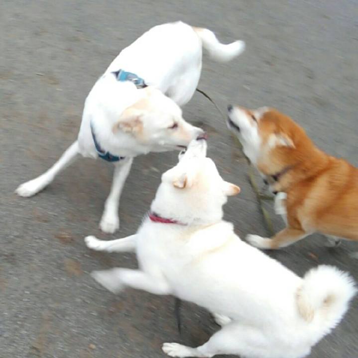 Bb93c46a dcac 4c1e 82cb 4f60f8447b85