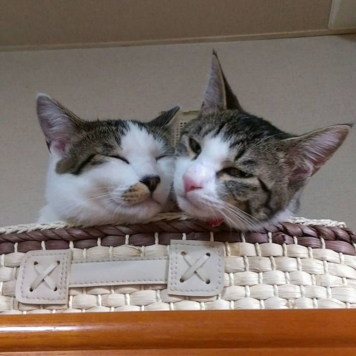 Bb984c5d 9c42 433d 94ef 5e812ad3a513