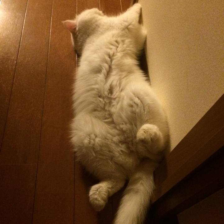 Bb9a5035 70ac 464a 8353 288b6e107c36