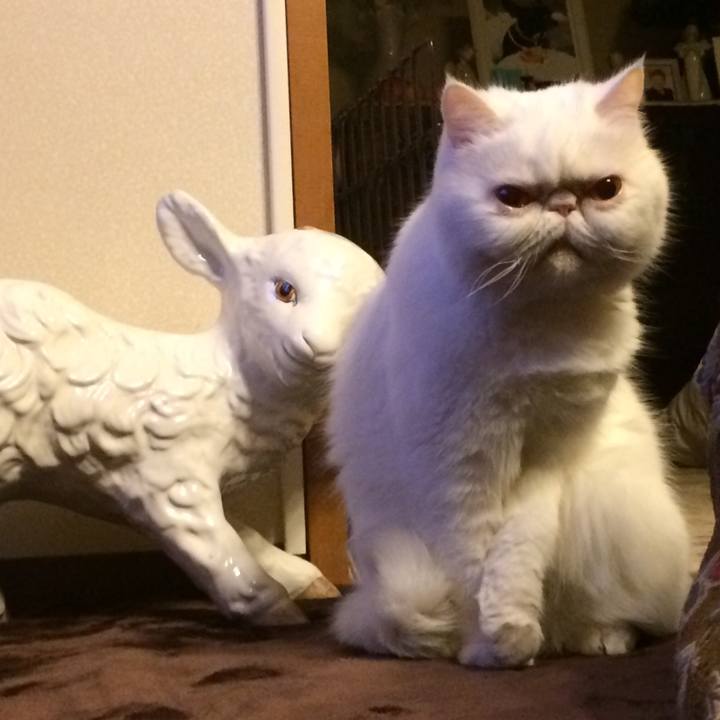 Bba0f6f2 9719 41a1 abf0 23011aaa24a4