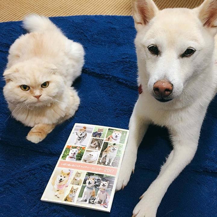 Bba15e13 e141 48e0 8028 b03ae8693d8a