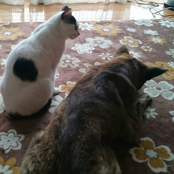 Bbae12d6 8c9a 4976 899f fb5de0aab0a1