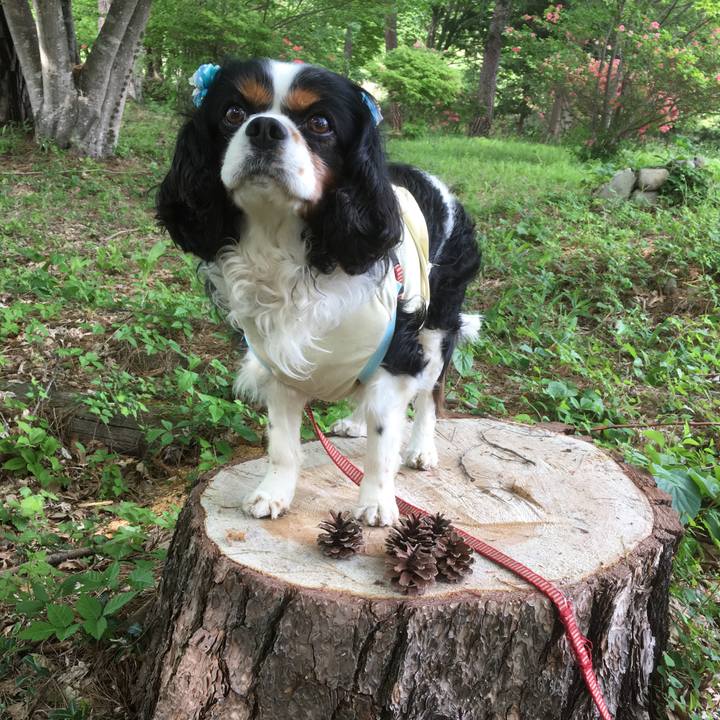 Bbafbe84 6c4c 4a1c 9119 4b312d546761