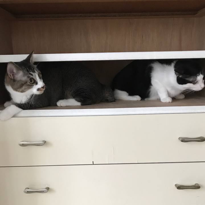 Bbb0dd03 1adc 4879 a806 bb1341faa7ea