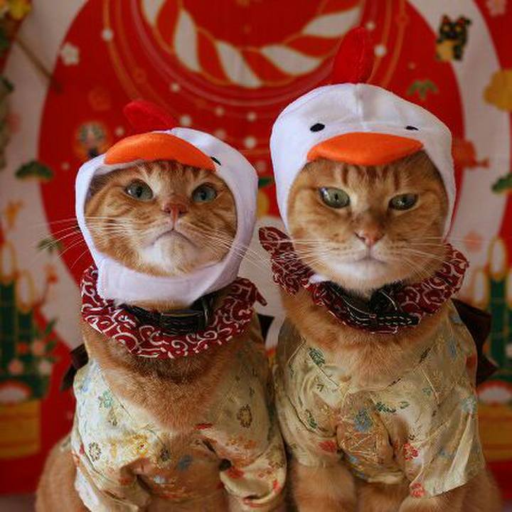 Bbb2026c 1a49 4531 80e6 1c5daf6a256a