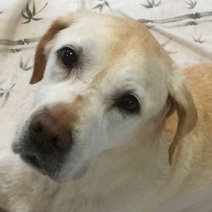 Bbbca78b 0d44 4603 a28c a10d6c7f2d81