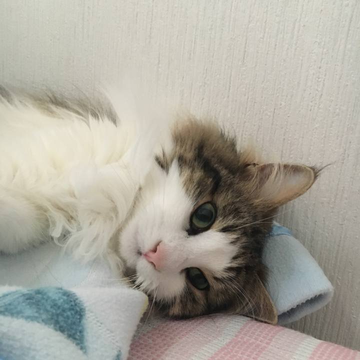 Bbc2cb74 374c 4f3c 8890 db7448a70208