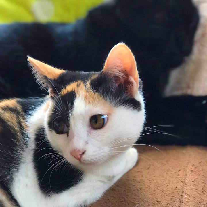 Bbcb0fc4 5e8b 456c ae3b b1fec569a35c