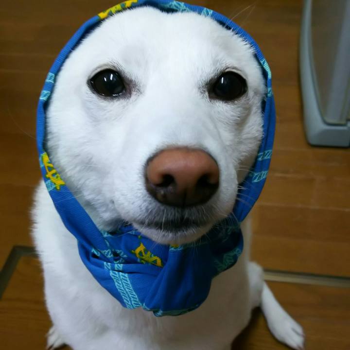 Bbd763c4 bf63 4993 9fe8 26fba29f5d2a