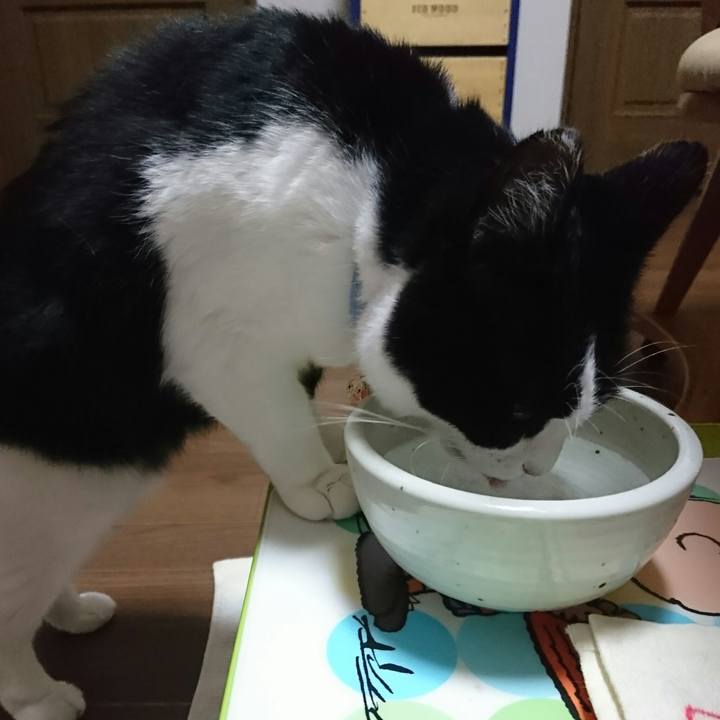 Bbe5e83a 9003 4910 8af0 9c06ea84bc27