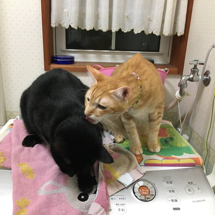 Bbe60462 9519 41dd aa14 8cee50940fe6