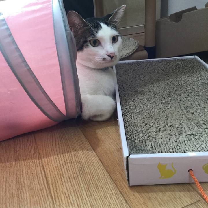 Bbe830b1 e4ee 46a3 8d43 552086ed63ee