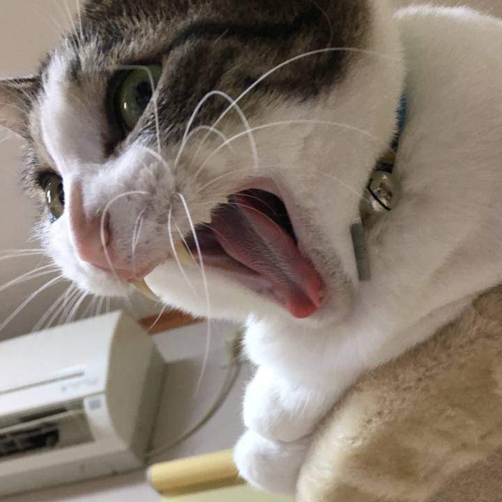 Bbee11d0 1c62 48f3 a602 ddf3721ab6ec