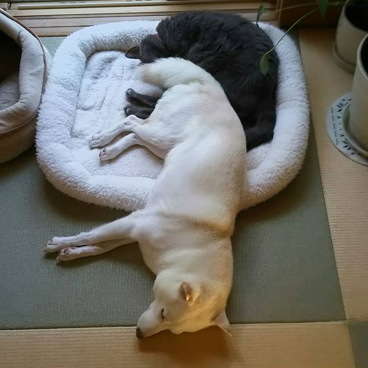 Bc0604e4 9d67 46e8 b1f8 bd402b03ec80