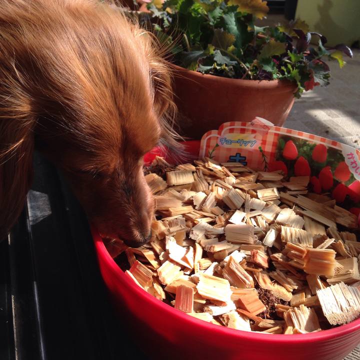 Bc0f0d9f 9cef 427f af81 4d34b2dad87c