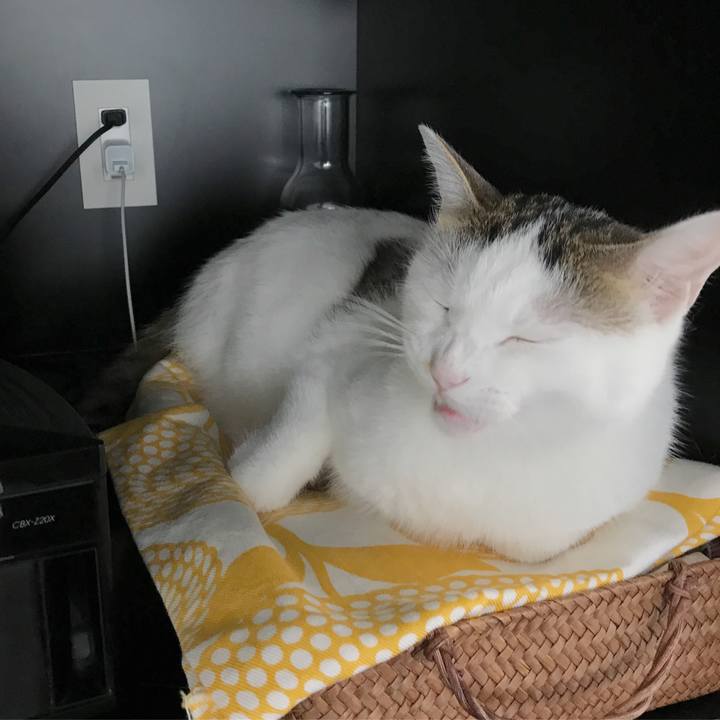 Bc0f3cd8 c0a1 4003 9412 23e39f0607fc