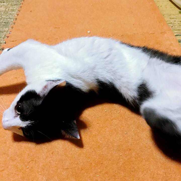 Bc119dd9 33f2 4d96 b8e9 de155e986695