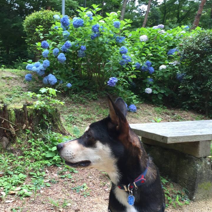 Bc191c6c adac 45ed bb59 a549e5eecfcb