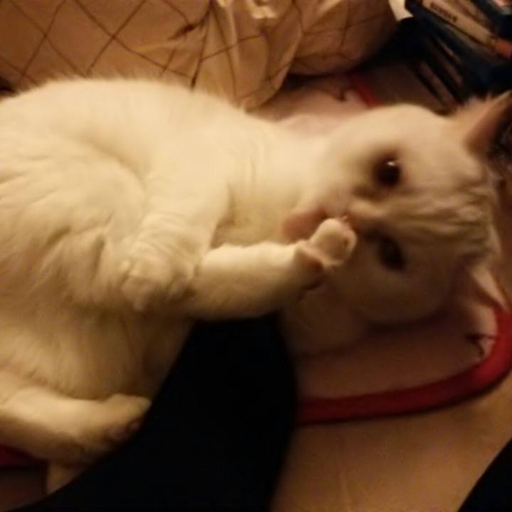 Bc1d0062 4a2a 4a2a 8448 b563f8158af4