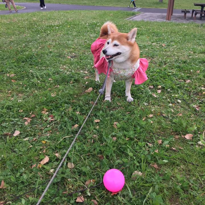 Bc21919e e382 4fbb a752 130d34f0ce4c