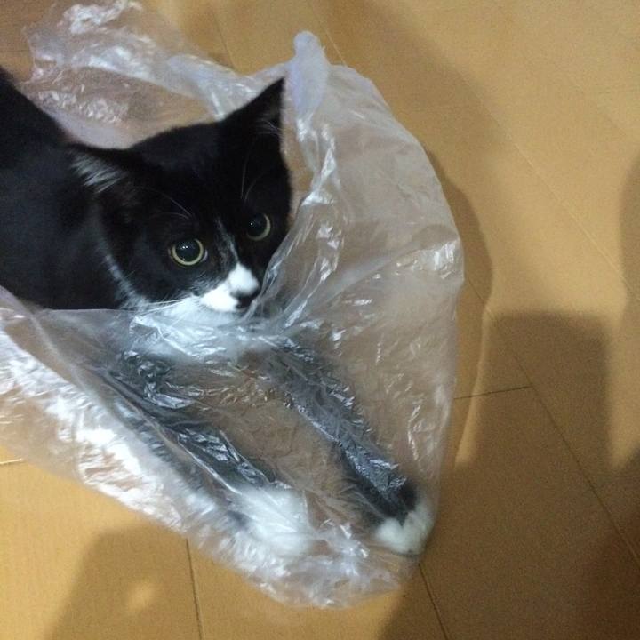 Bc21e038 7258 4e4a 896a 7f4ad229ce53