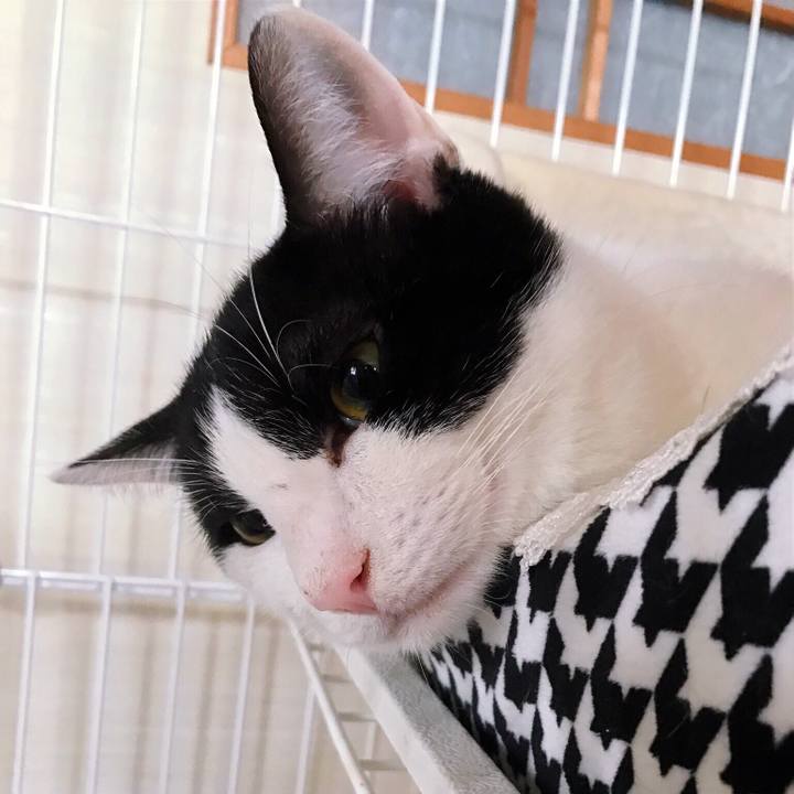 Bc229a4d 3e53 46ee 9608 aa54456a894f