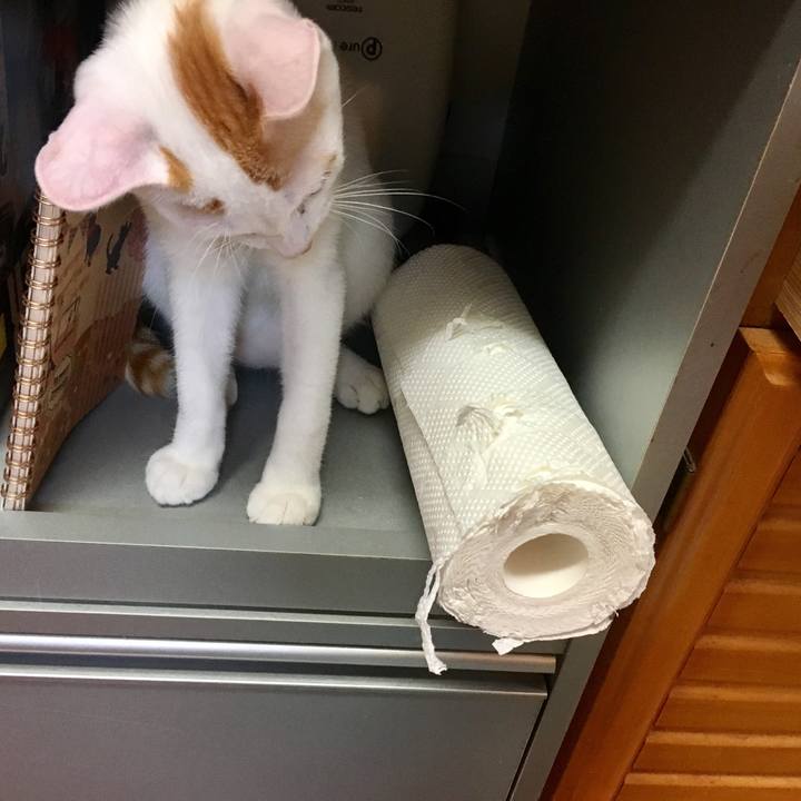 Bc23df4c 9394 447e a5ec 16a594d7828a