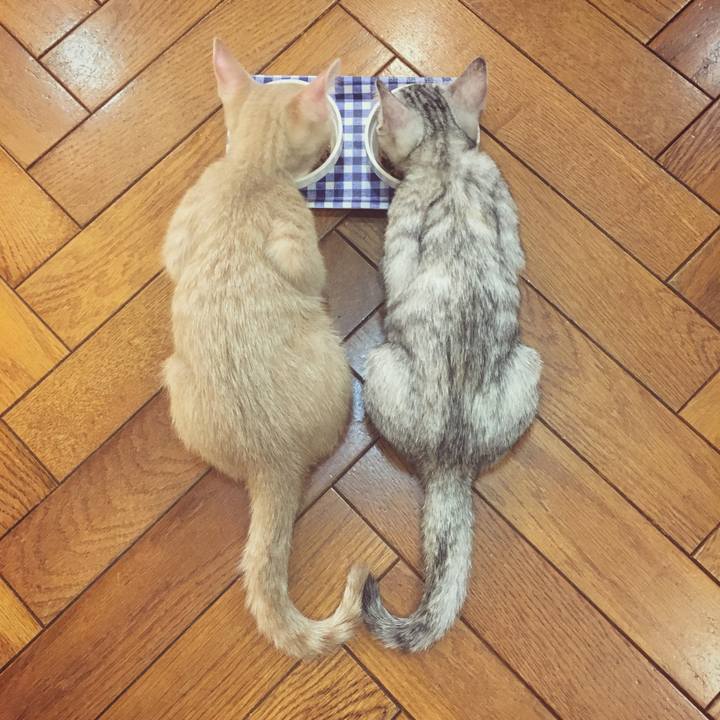 Bc246f2c d018 45bb 9804 888017db6c1c