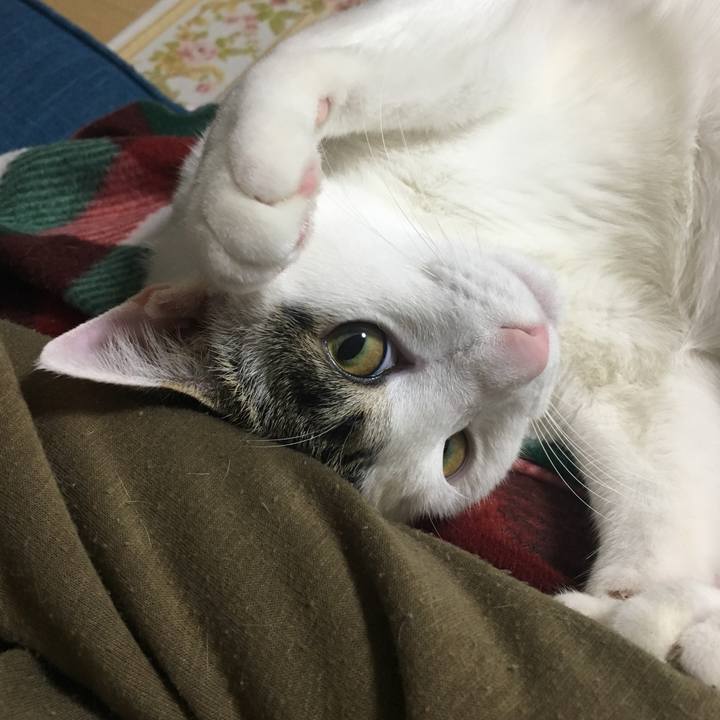 Bc342ffa a7e7 4116 be6e 153c45ab4c24