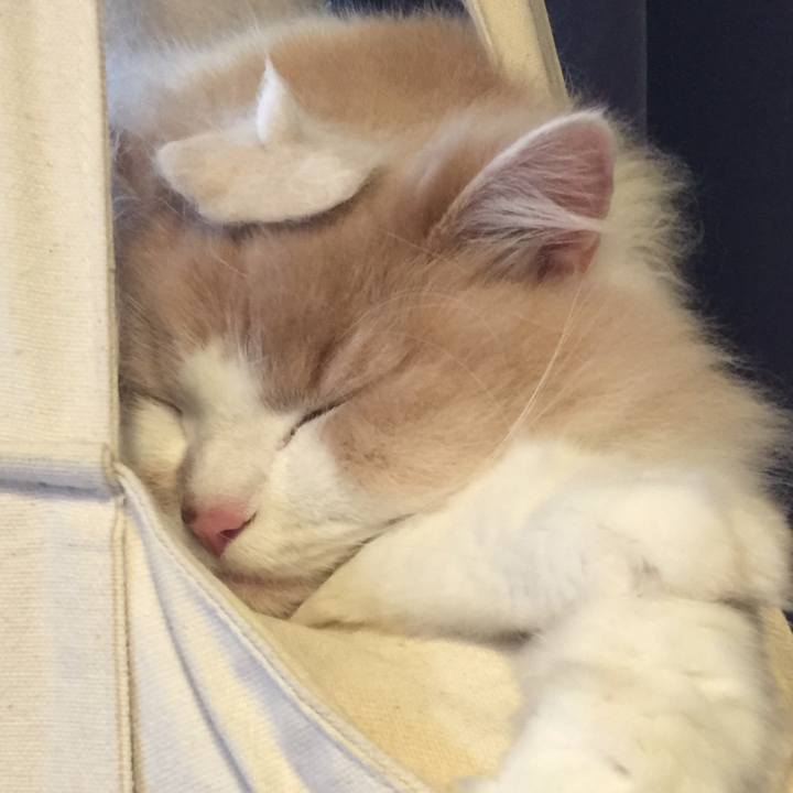 Bc36f86e 4d46 406d 9482 72509e9bf06e