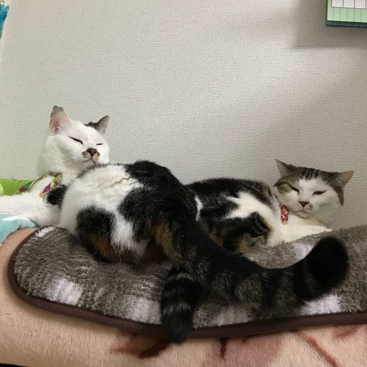 Bc3cba1e 5a5a 43ca 9043 81178c7785fb