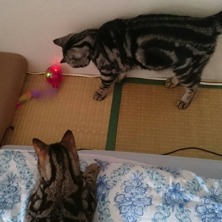 Bc454b2d 7377 444e a3ce 2c2516d4e3c2