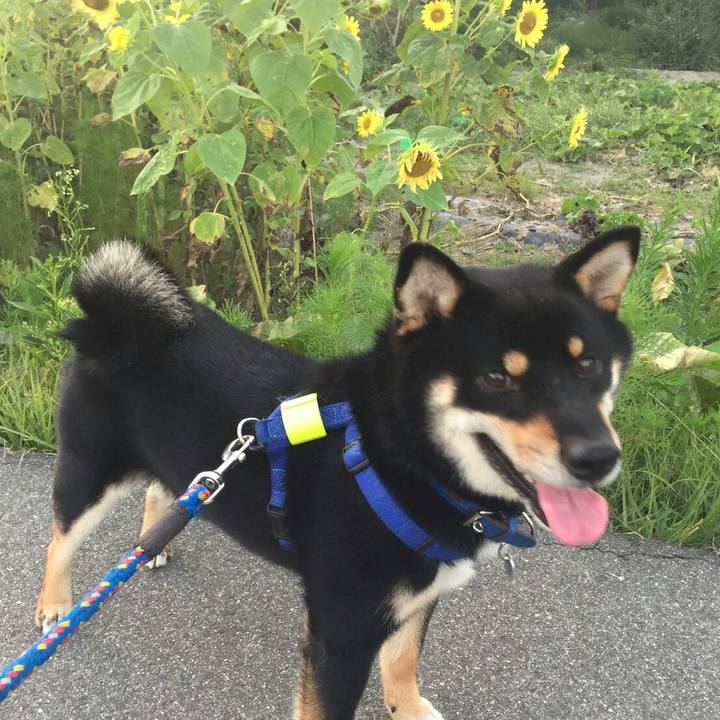 Bc455ae1 5f7d 451a 8071 4e19b29ae56a