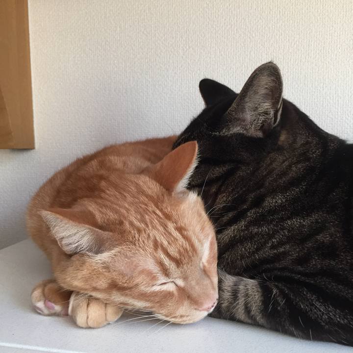 Bc4a35ac 7894 4032 88ad a6edaf5ca6a3