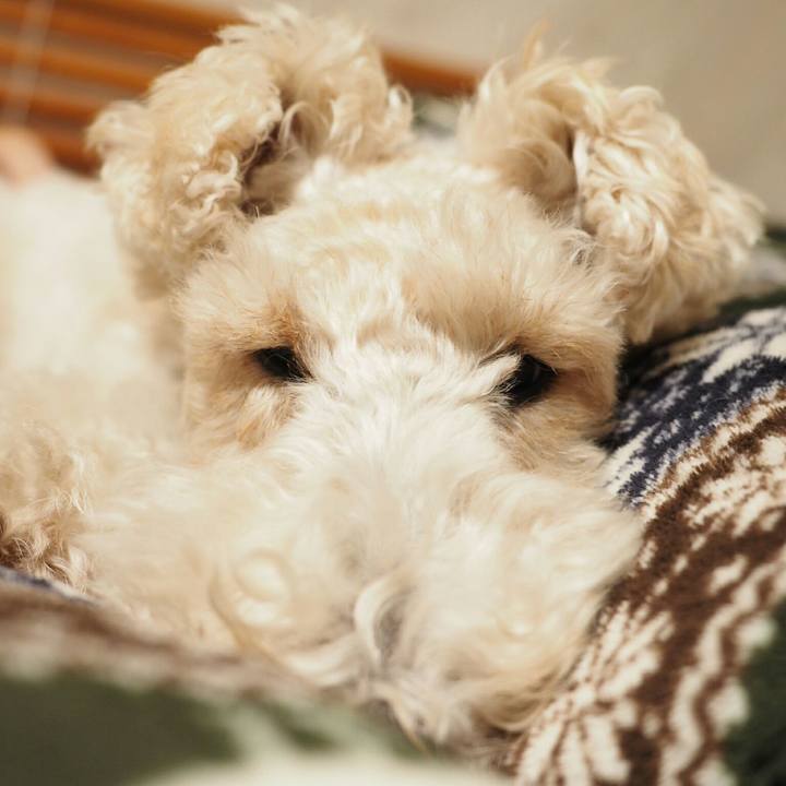 Bc53c171 c45a 4158 811e c7ee7bab2cf0