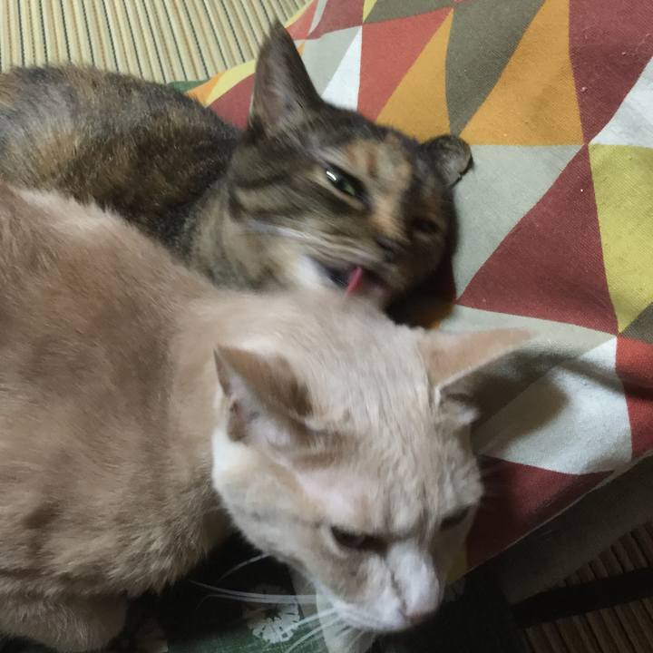 Bc550254 8ede 4fa2 b874 1add4f606ac5