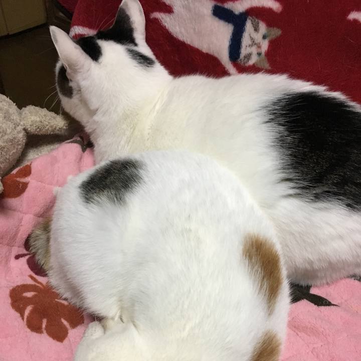 Bc5838c1 31ea 4184 af06 78775c099f92