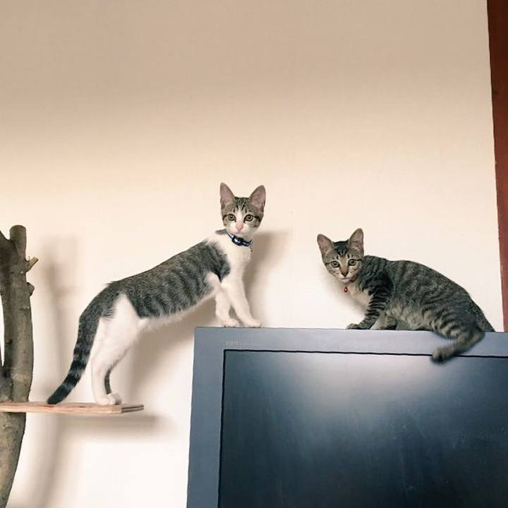 Bc5cbd8c 0625 4afd b020 0442447f9693