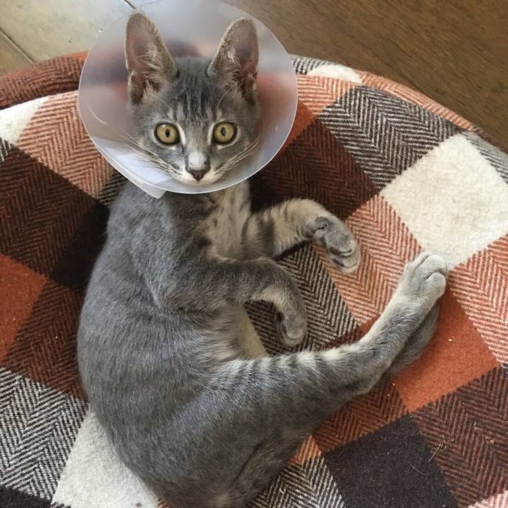 Bc5fdd74 8de9 4705 8f4d 04d627b4b9b0