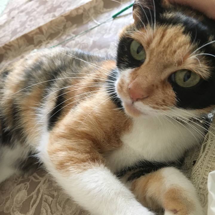 Bc6230a8 6aec 44ad 86b5 b145bbcf5d76