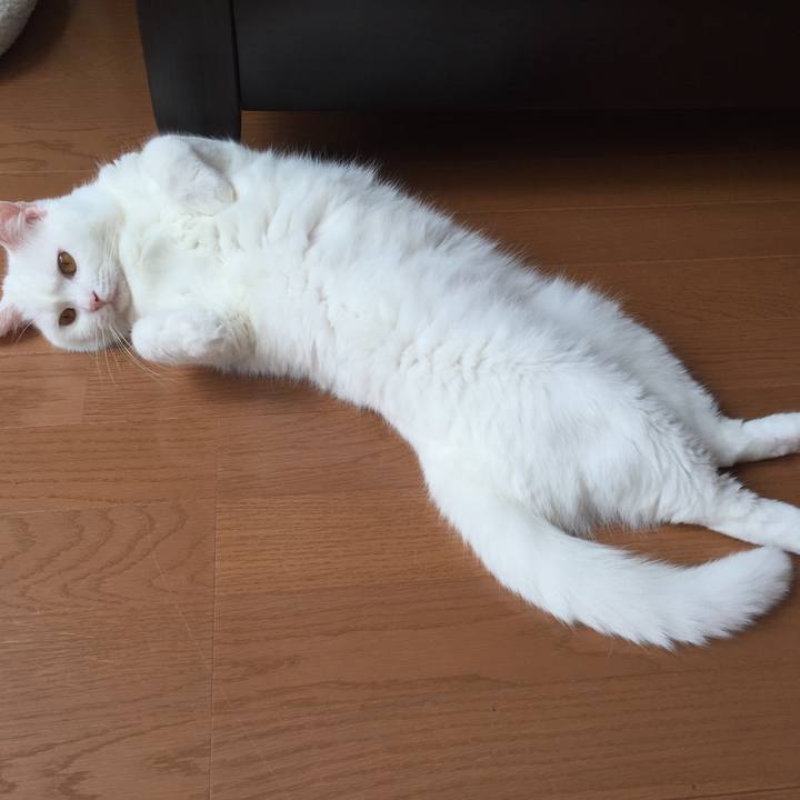 Bc68965d 6a87 4cad bb9c b0a61815a3ca