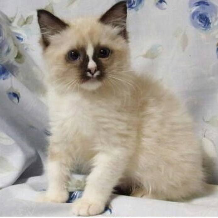 Bc6da63b 1bca 422a b642 73a36ff845b4