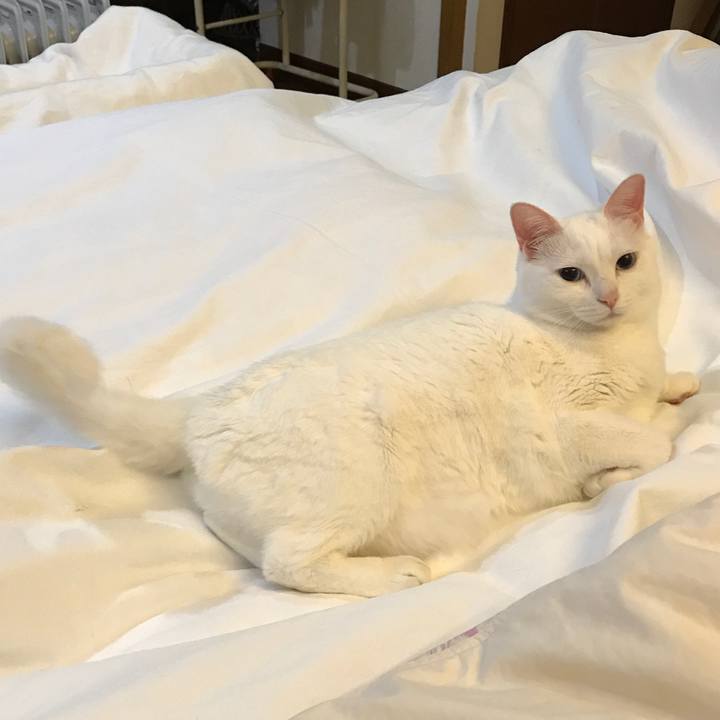 Bc6df510 463d 4194 81a8 8bc9cc9dd8fd